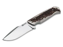 Bison Hirschhorn